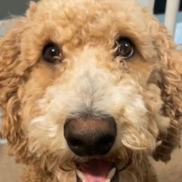 Oaklee - Goldendoodle
