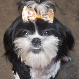CupCake - Shih Tzu