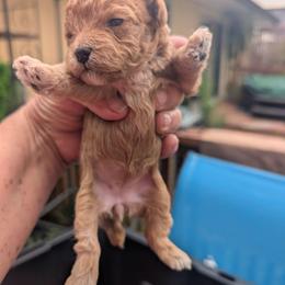 Gracie - Apricot female Poodle puppy in Panama City Beach, Florida from Little Puppy Love