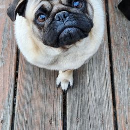 Leo - Pug