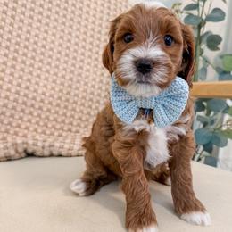 Yellow collar boy - Red  male Goldendoodle puppy in Newcastle, Oklahoma from Ritzy Creek Doodles