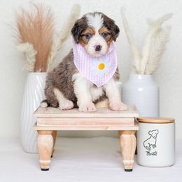 Bernedoodle Puppies from Pawsh Bernedoodles