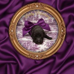 Lady Danburry - Black female Goldendoodle puppy in Moncks Corner, South Carolina from Sweetgrass Goldendoodles of Moncks Corner