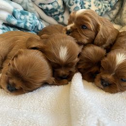 Cavalier King Charles Spaniels from Catalpa Cavaliers