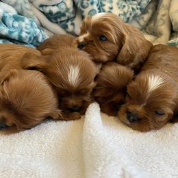 Cavalier King Charles Spaniels from Catalpa Cavaliers