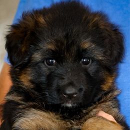 Girl 1 - Black and red female German Shepherd puppy in Alvarado, Texas from King Of Zion German Shepherds
