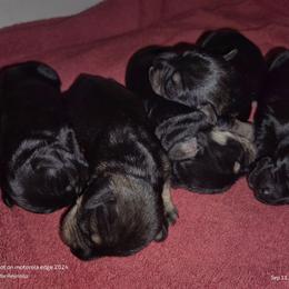 Boy 2 - Salt and pepper male Miniature Schnauzer puppy in Atascadero, California from Zion Miniature Schnauzers