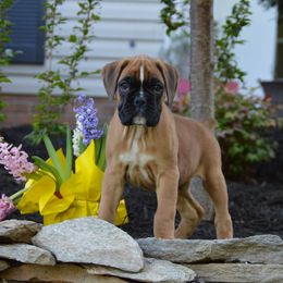 Boxer Puppies from Euro Boxx Boxers