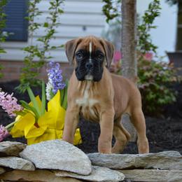 Boxer Puppies from Euro Boxx Boxers
