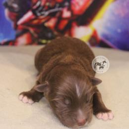 Char - Red & white male Australian Shepherd puppy in Colorado Springs, Colorado from Dawn 2 Dusk Ranch