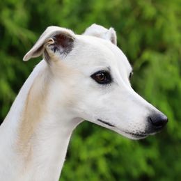 Blossom - Whippet