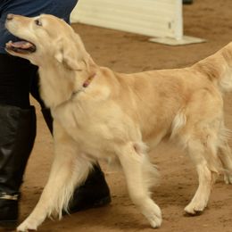 Golden Retriever All Grown Up from Rusty Creek Retrievers