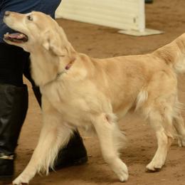 Golden Retriever All Grown Up from Rusty Creek Retrievers