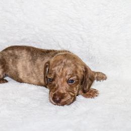Ryker 2700 - Cream male Dachshund puppy in Coldwater, Mississippi from Mississippi Shorties Miniature Dachshunds