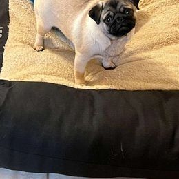 Petunia - Pug