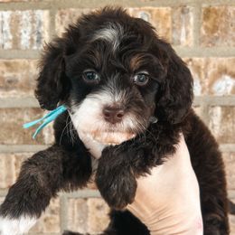 Blue Collar - Brown white and tan male Cockapoo puppy in Richmond, Kentucky from The Doting Doodle