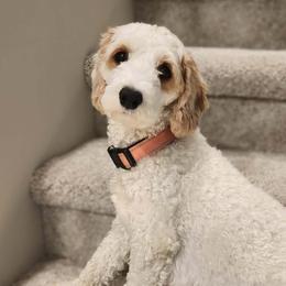 Willow - Cavapoo