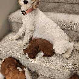 Willow - Cavapoo
