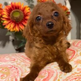 Millie - Apricot female Goldendoodle puppy in Centralia, Missouri from Oodles Of Doodles Mo.