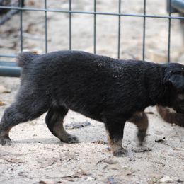 Australian Shepherd Puppies from Stephanie Young's Australian Shepherds