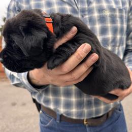 Orange Collar - Black female Labrador Retriever puppy in Longview, Washington from Northwest Cairn Terriers