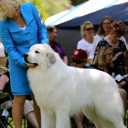Valor - Great Pyrenees