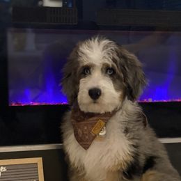 Aussiedoodles, Australian Labradoodles, Bernedoodles, and Cockapoos from Furrytaildoodles