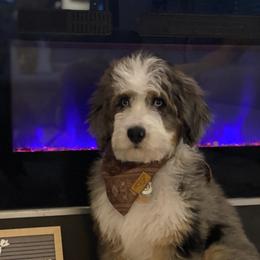 Aussiedoodles, Australian Labradoodles, Bernedoodles, and Cockapoos from Furrytaildoodles