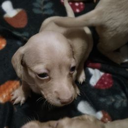 Girl 2 - Cream female Dachshund puppy in Edinburg, Virginia from Hunter Lane Dachshunds