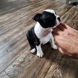 Nipsy - Black and white Boston Terrier puppy in North Carolina from Dashy’s Kennel