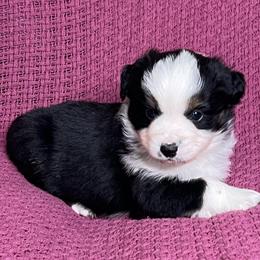 Shazam - Black Tri Male - Black tri male Miniature Australian Shepherd puppy in Taunton, Massachusetts from Checkered Flag Champions Mini Aussies