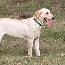 Suki - Labrador Retriever