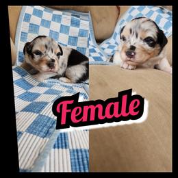 Girl 2 - Blue merle female Australian Shepherd puppy in Yakima, Washington from Luna's Australian Shepherd