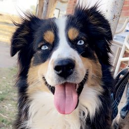 Kipty - Miniature Australian Shepherd