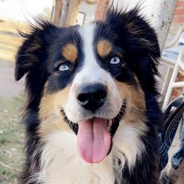 Kipty - Miniature Australian Shepherd