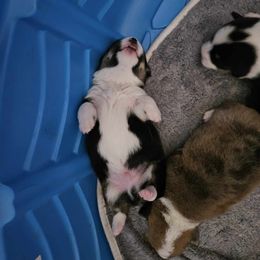 American Corgi Puppies from GC Farms Corgis