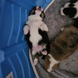 American Corgi Puppies from GC Farms Corgis