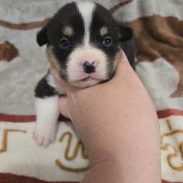 Logan - Black and tan male Pembroke Welsh Corgi puppy in Chariton, Iowa from Kickin It Acres BCs