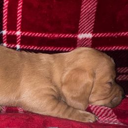 Alex - Red male Dachshund puppy in Bowling Green, Kentucky from Lost River Shorty's