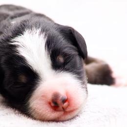 Moon - Tri-color female Bernedoodle puppy in Glendale, Arizona from Arizona Bernedoodles