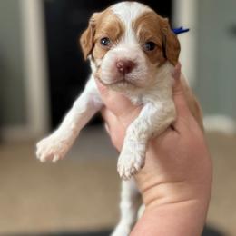 Licorice - Red and white male Cockapoo puppy in Pledger, Texas from Sugarbear Cockapoos