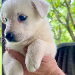 Velma - White female German Shepherd puppy in Yuba City, California from Barton’s German Shepherds