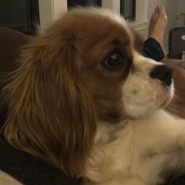 Bailey - Cavalier King Charles Spaniel