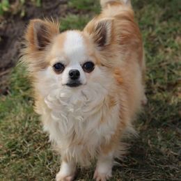Honey - Chihuahua