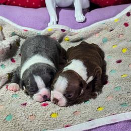 Captain America - Blue male Boston Terrier puppy in Millers Creek, North Carolina from Tumbling Shoals Hilltop Bostons