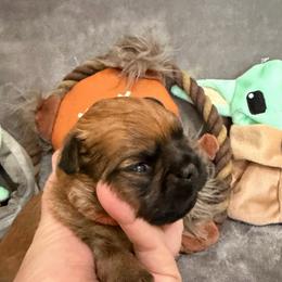 Yoda - Red male Brussels Griffon puppy in Seneca, Missouri from Stephanie’s Puppy Colony