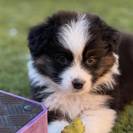 Australian Shepherd puppies from Imagine Australian Shepherds