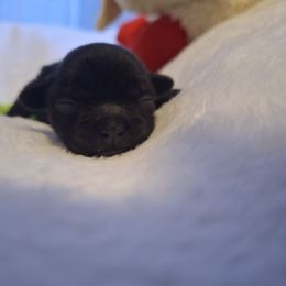 Jett - Brindle female Mal-Shi puppy in Apollo Beach, Florida from Gemstone Exclusive Pups of Florida