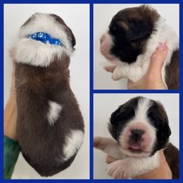 Blue - Mahogany and white male Saint Bernard puppy in Ladysmith, Wisconsin from Northwoods Saint Bernards