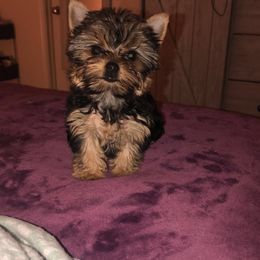 Great Dane and Yorkshire Terrier Puppies from Graham’s Danes